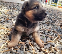 German Shepherd for sale