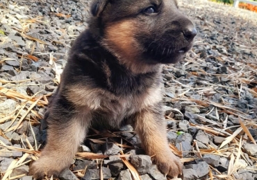 German Shepherd for sale